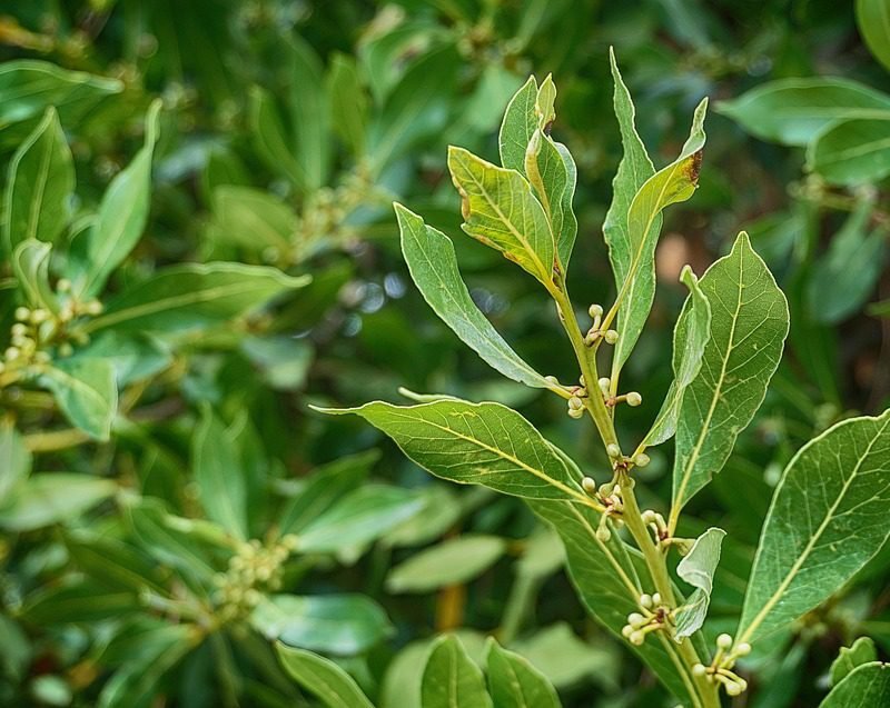 El Ritual del Laurel: Métodos y Beneficios de su Uso