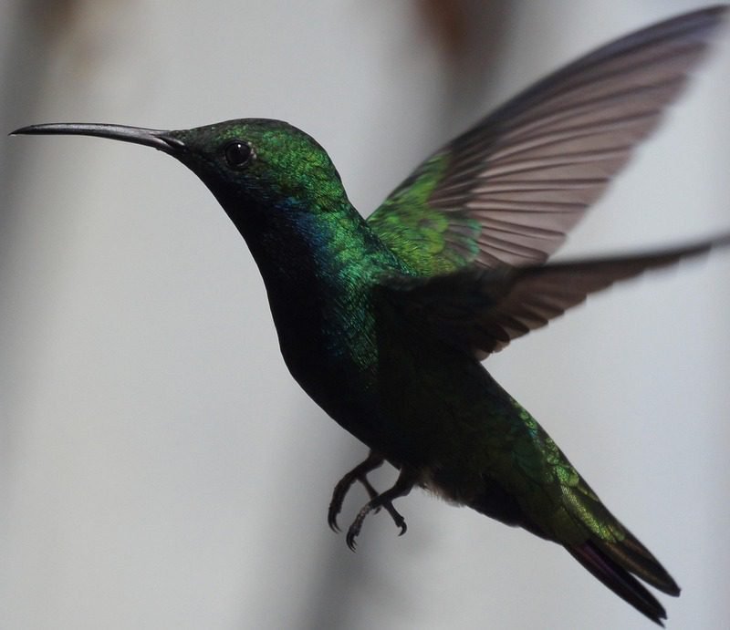 Imagen relacionada con El significado del COLOBRI, cuando aparece nos dice algo...