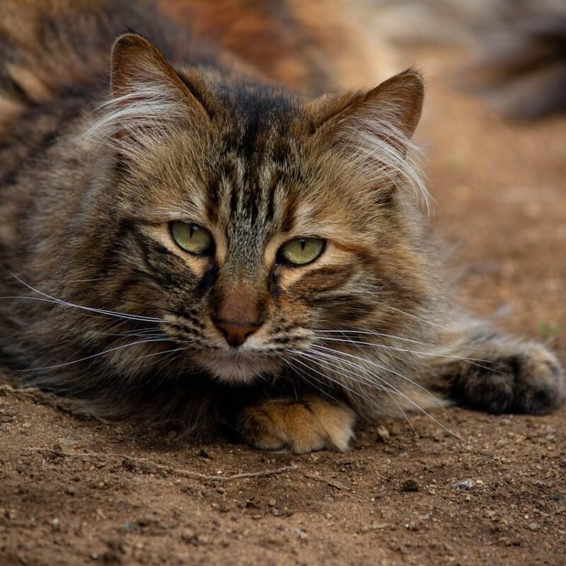 Los GATOS, el animal que armoniza el hogar y el mundo