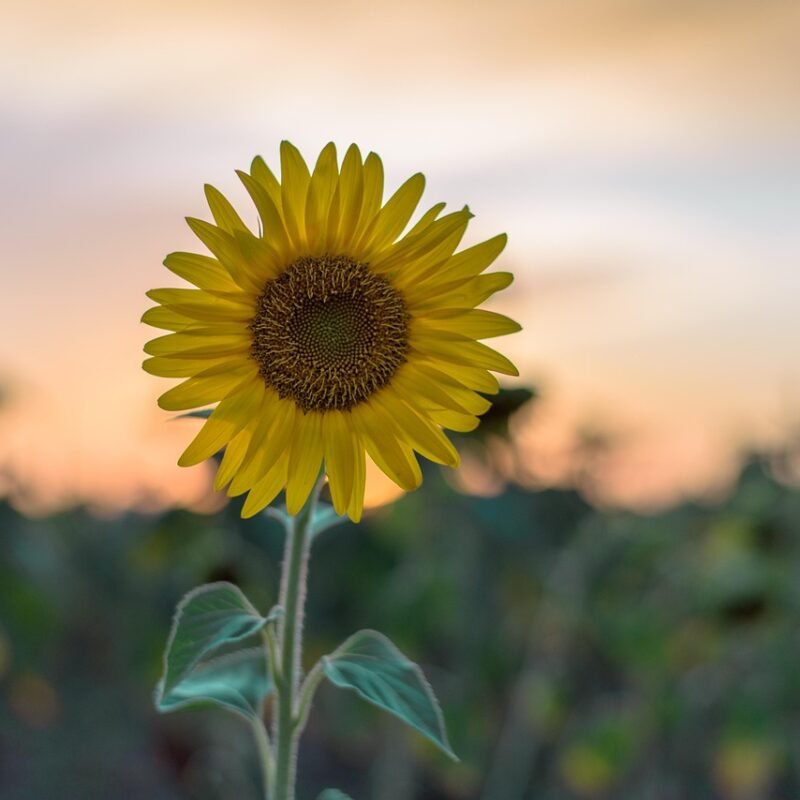 Imagen relacionada con Tus pensamientos, emociones, respiración, comida y entorno afectan tu campo energético
