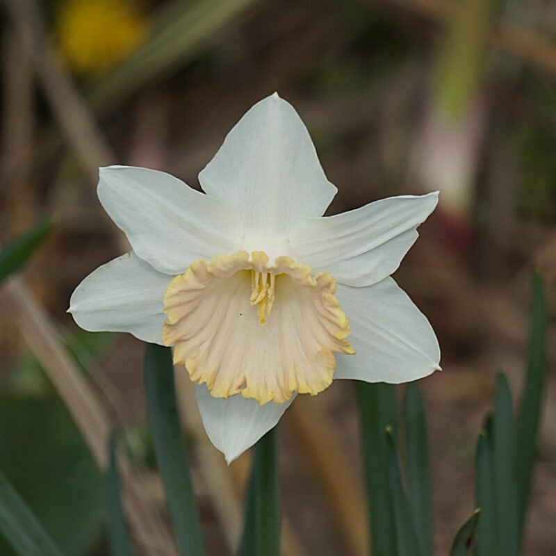 Imagen relacionada con Terapia con Flores de Bach ¿Qué son las flores de Bach y cómo actúan en el campo emocional?