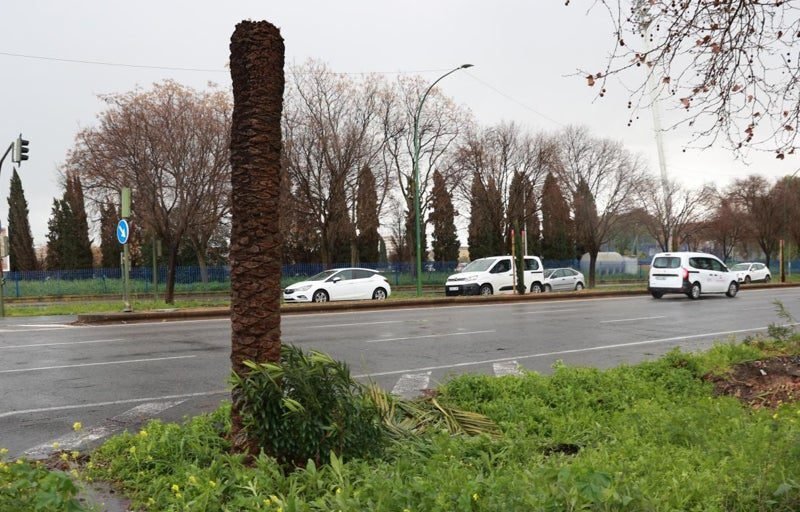 palmera caida andalu U82153122733zPt 1024x512@diario abc