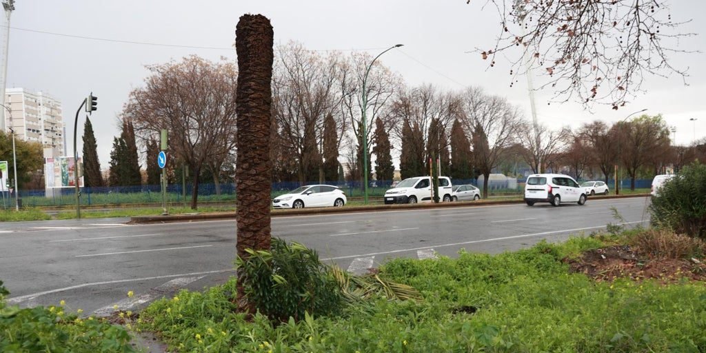 palmera caida andalu U82153122733zPt 1024x512@diario abc